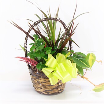 Small Basket Garden