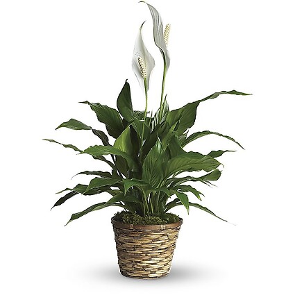 Spathiphyllum (Peace Lily) Small