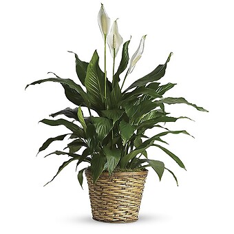 Spathiphyllum (Peace Lily) Medium
