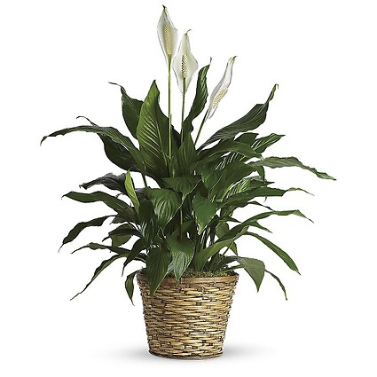 Spathiphyllum (Peace Lily) Medium